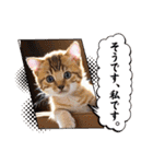 可愛い猫ちゃんのスタンプです。（個別スタンプ：14）