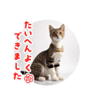 可愛い猫ちゃんのスタンプです。（個別スタンプ：17）