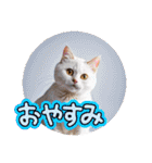 可愛い猫ちゃんのスタンプです。（個別スタンプ：25）