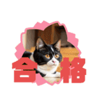 可愛い猫ちゃんのスタンプです。（個別スタンプ：30）