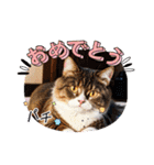 可愛い猫ちゃんのスタンプです。（個別スタンプ：33）