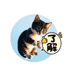 可愛い猫ちゃんのスタンプです。（個別スタンプ：36）