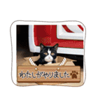 可愛い猫ちゃんのスタンプです。（個別スタンプ：39）