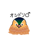 カモ図鑑（個別スタンプ：3）