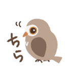 目力強いフクロウスタンプ（個別スタンプ：16）