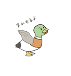 満たされないマガモ（個別スタンプ：3）