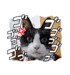 めんこい～ズ（個別スタンプ：10）