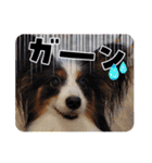 めんこい～ズ（個別スタンプ：24）