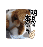 めんこい～ズ（個別スタンプ：29）