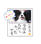 めんこい～ズ（個別スタンプ：37）