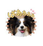 めんこい～ズ（個別スタンプ：38）