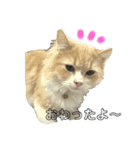 Solくんのスタンプ（個別スタンプ：8）