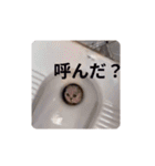 社畜猫(実写)（個別スタンプ：1）