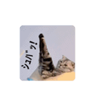 社畜猫(実写)（個別スタンプ：3）