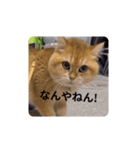 社畜猫(実写)（個別スタンプ：4）