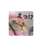 社畜猫(実写)（個別スタンプ：5）