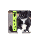 社畜猫(実写)（個別スタンプ：6）