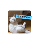 社畜猫(実写)（個別スタンプ：7）