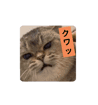 社畜猫(実写)（個別スタンプ：9）