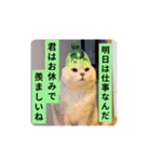 社畜猫(実写)（個別スタンプ：10）