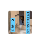 社畜猫(実写)（個別スタンプ：11）