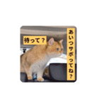 社畜猫(実写)（個別スタンプ：12）