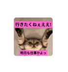 社畜猫(実写)（個別スタンプ：13）