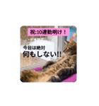 社畜猫(実写)（個別スタンプ：14）