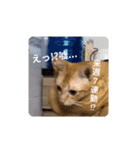 社畜猫(実写)（個別スタンプ：15）