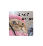 社畜猫(実写)（個別スタンプ：16）