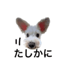 ホワイトミニチュアシュナウザー4（個別スタンプ：1）