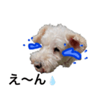 ホワイトミニチュアシュナウザー4（個別スタンプ：3）