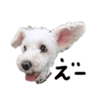 ホワイトミニチュアシュナウザー4（個別スタンプ：5）