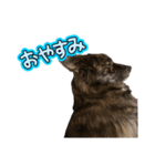 琉球犬MIXのモカのLINEステッカーです。（個別スタンプ：6）