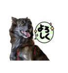 琉球犬MIXのモカのLINEステッカーです。（個別スタンプ：8）