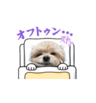 ぽめぷーのぷぷ1（個別スタンプ：8）