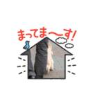 ぽめぷーのぷぷ1（個別スタンプ：13）