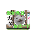 猫の子うーちゃんねるスタンプ2（個別スタンプ：1）