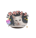 猫の子うーちゃんねるスタンプ2（個別スタンプ：7）