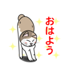 表情豊かなユニーク猫にゃんのスタンプ7（個別スタンプ：1）