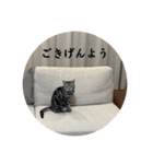 ごぎげんサンバ（個別スタンプ：1）