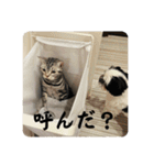 ごぎげんサンバ（個別スタンプ：7）