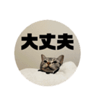 ごぎげんサンバ（個別スタンプ：10）