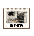 ごぎげんサンバ（個別スタンプ：12）