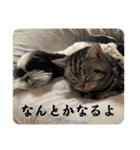 ごぎげんサンバ（個別スタンプ：13）