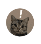 ごぎげんサンバ（個別スタンプ：18）