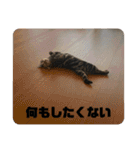 ごぎげんサンバ（個別スタンプ：20）
