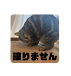 ごぎげんサンバ（個別スタンプ：21）