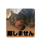 ごぎげんサンバ（個別スタンプ：22）