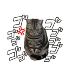 ごぎげんサンバ（個別スタンプ：28）